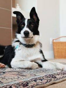 Border Collie Dog For Adoption In Okotoks AB – Supplies Included – Adopt Dexter