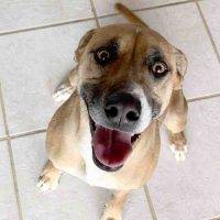 Diamond Rhodesian Ridgeback German Shepherd Mix Dog For Adoption In Albuquerque NM 12