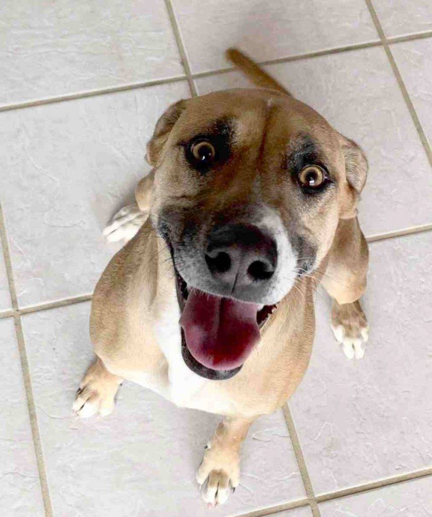 Diamond rhodesian ridgeback german shepherd mix dog for adoption in albuquerque nm 12