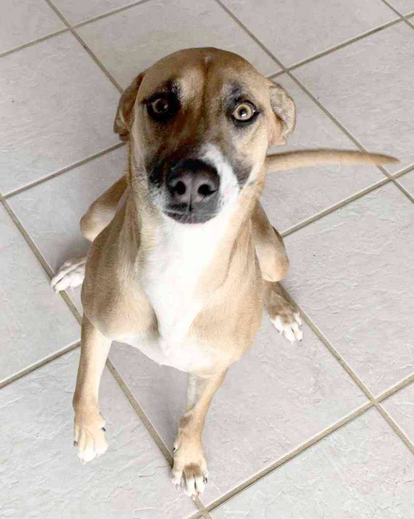 Diamond Rhodesian Ridgeback German Shepherd Mix Dog For Adoption in Albuquerque NM 12
