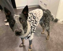 Didjeri the blue heeler in a black and white sweater, looking up with curious eyes
