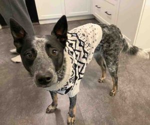Didjeri the Blue Heeler in a black and white sweater, looking up with curious eyes