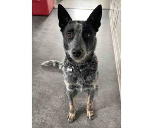 Blue Heeler For Adoption In Edmonton Photo Didjeri sitting attentively on the floor, ears up and eyes focused