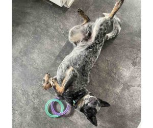 Didjeri the Blue Heeler lying upside down, ready to play with a colorful tug toy