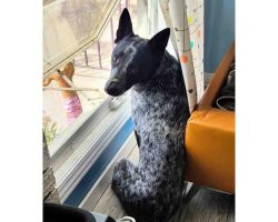 Didjeri the blue heeler sitting by the window with a leaf on his nose, gazing outside