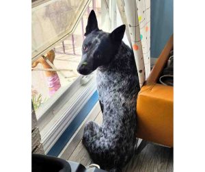 Didjeri the Blue Heeler sitting by the window with a leaf on his nose, gazing outside