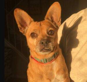 Small senior chihuahua mix dog for adoption in philadelphia pa – supplies included – adopt diego