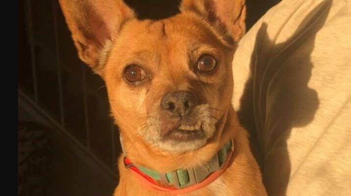 Diego Chihuahua For Adoption Philadelphia PA 3