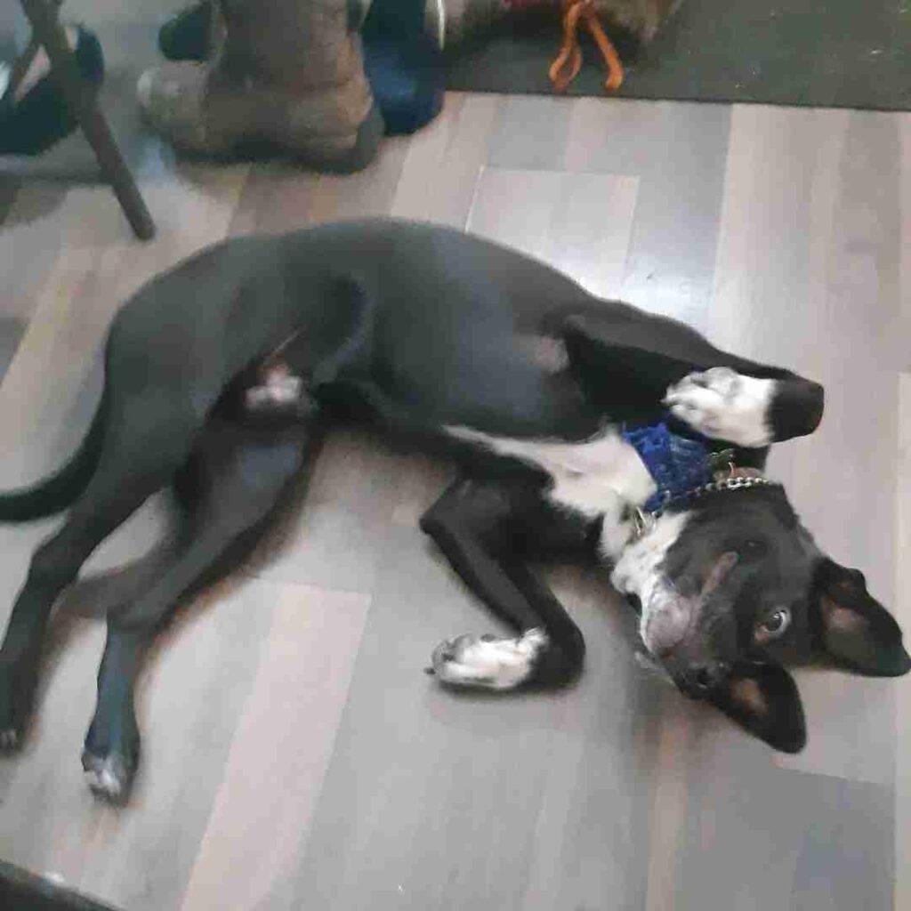 Diego pug boston terrier border collie mix dog adoption edmonton