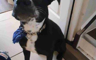 Adopted – boston terrier pug border collie mix puppy in edmonton ab – meet diego