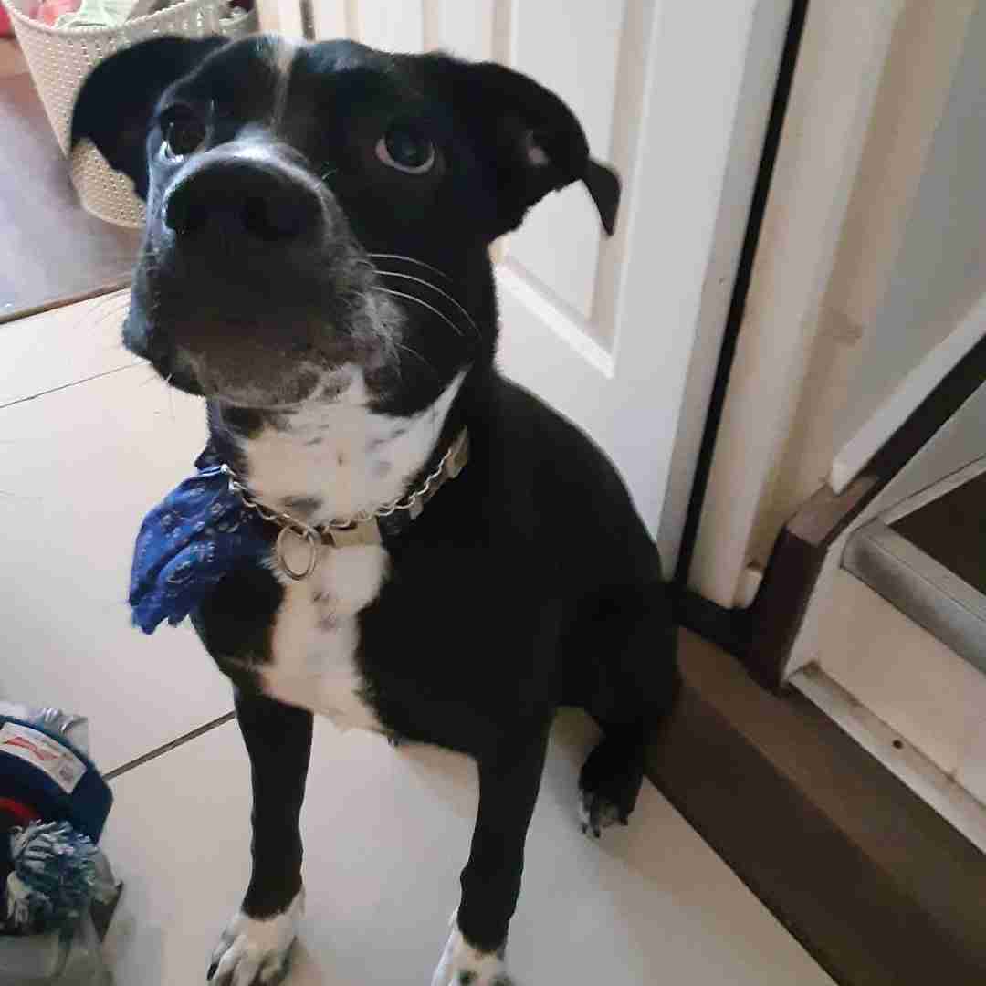 Diego Pug Boston Terrier Border Collie Mix Dog Adoption Edmonton