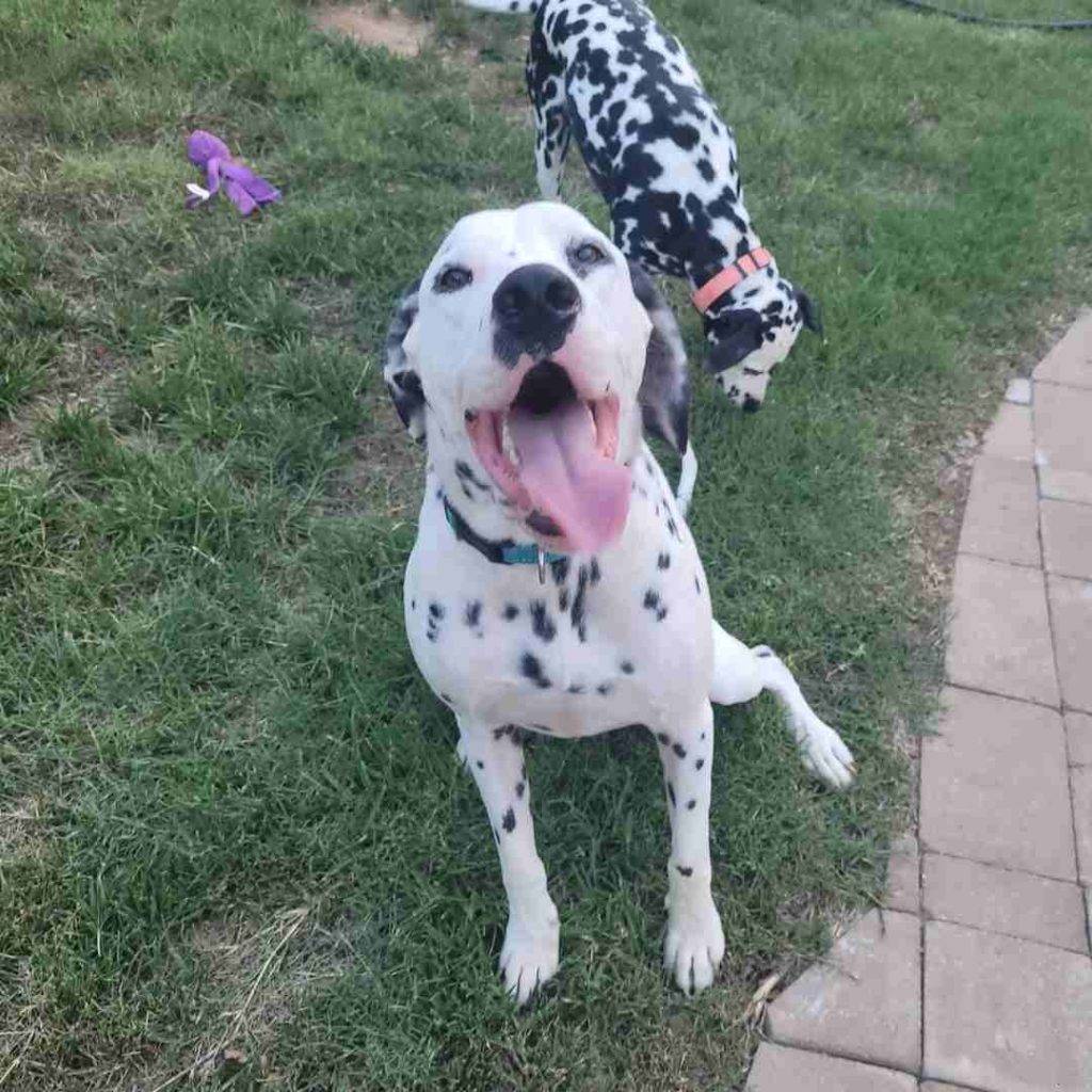 Dierks dalmatian dog adoption nashville tn (1)