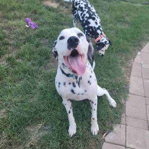 Nashville tn – dalmatian dogs for adoption – supplies included – adopt dierks & roscoe
