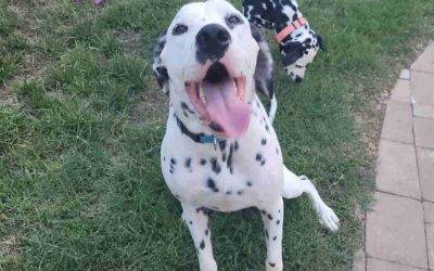 Nashville TN – Dalmatian Dogs For Adoption – Supplies Included – Adopt Dierks & Roscoe