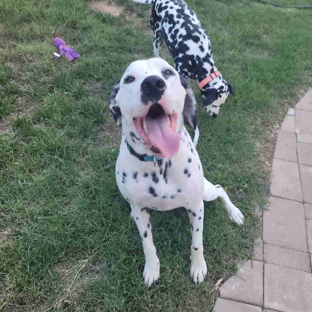 Dierks Dalmatian Dog Adoption Nashville Tn (1)