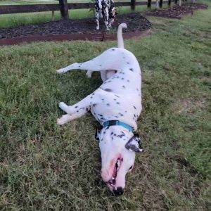Dierks dalmatian dog adoption nashville tn (2)