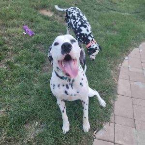 Dierks and roscoe dalmatian dogs adoption nashville tn (1)