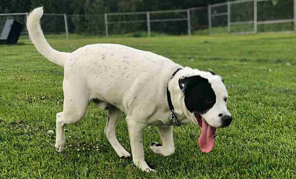 Diesel bull akita akita bullmastiff mix dog adoption edmonton ab (1)