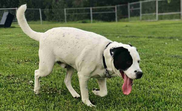 Bull Akita - Bull Mastiff Akita Mix Dogs For Adoption - Safe, Private