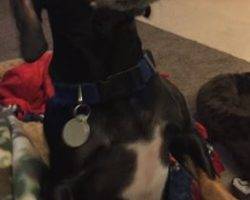 Diesel - dachshund mix for adoption in indianapolis in