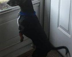 Diesel - dachshund mix for adoption in indianapolis in