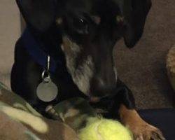 Diesel - dachshund mix for adoption in indianapolis in