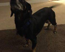Diesel - dachshund mix for adoption in indianapolis in