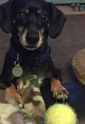 Diesel - Dachshund Mix For Adoption in Indianapolis IN