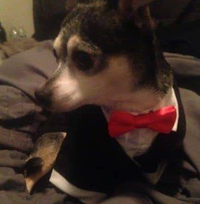 Digit - Chihuahua Mix Dog For Adoption Reno NV