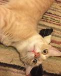 Dilute Orange Tabby Cat For Adoption California 3