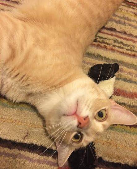 Rehomed – ramsay – amazing apricot cuddle cat – san francisco