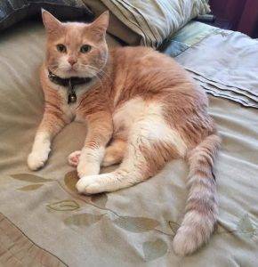Dilute orange tabby cat for adoption loma linda ca 2