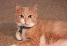 Dilute Orange Tabby Cat For Adoption Loma Linda CA 3