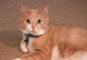 Rehomed – orange sherbet colored tabby cat with equally sweet personality  – loma linda ca