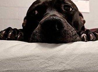 American pit bull terrier for adoption in charleston sc – adopt dingus