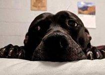 Dingus- Pit Bull Terrier Mix to adopt in Charleston South Carolina