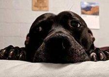 Dingus- Pit Bull Terrier Mix to adopt in Charleston South Carolina