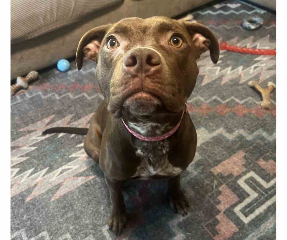 American Pit Bull Terrier Mix Dog for Adoption in Chatsworth GA – Meet Diva