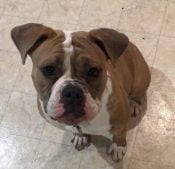 Dixie English Bulldog Puppy For Adoption In Sacramento CA