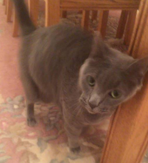 Decatur ga – dixie – purebred russian blue cat for adoption – supplies included