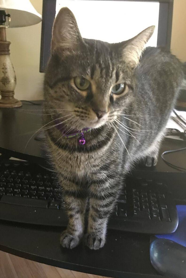 Dixie - Tabby Cat For Adoption in Chesterfield VA