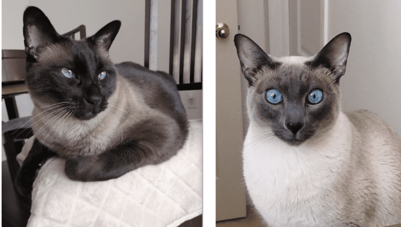 Siamese Cats For Adoption in Concord, ON – Supplies Included – Adopt Django and Aibo