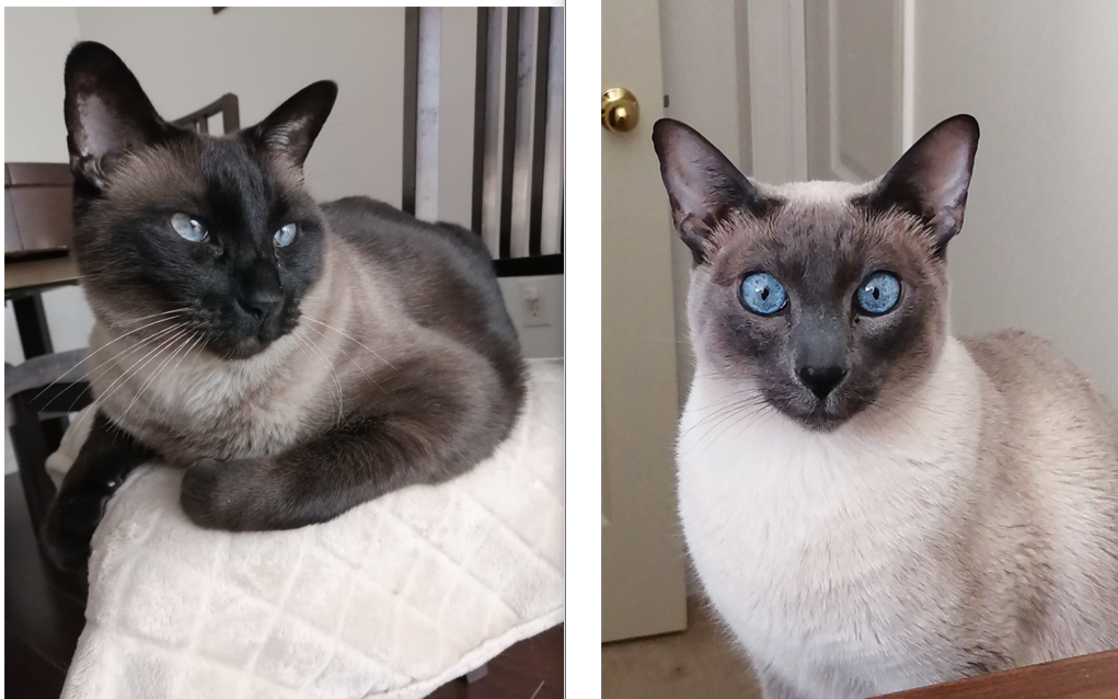 Siamese Cats For Adoption in Concord ON