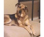 Dobby, a German Shepherd dog for adoption in Houston texas