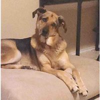 Dobby, A German Shepherd Dog For Adoption In Houston Texas