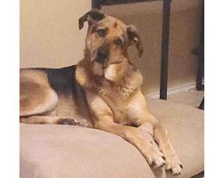 Dobby, a german shepherd dog for adoption in houston texas