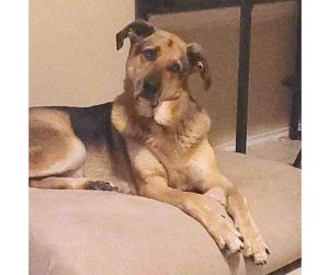 Photo Dobby, a german shepherd dog for adoption in houston texas