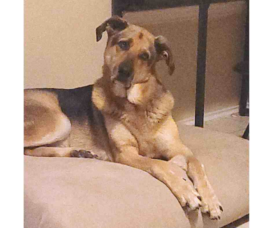 Dobby, a German Shepherd dog for adoption in Houston texas