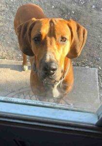 Dobby great dane bloodhound mix dog adoption san antonio tx (8)
