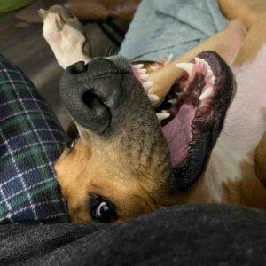 Dobby great dane bloodhound mix dog adoption san antonio tx (8)